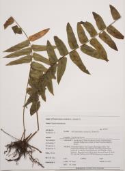 Nephrolepis exaltata. Herbarium specimen from Oratia, UNITEC 009557, showing partial sterile fronds.
 Image: B. Hatton © Te Papa CC BY-NC 3.0 NZ